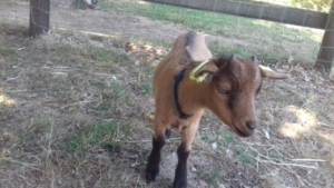 Echange de chevreaux entre l’ENVOL et l’#Arche de la Nature